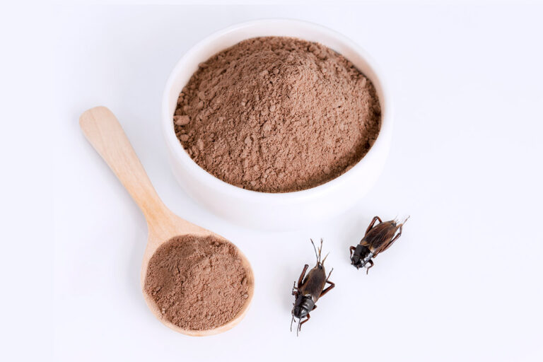 Eating Insects As a Source of Protein